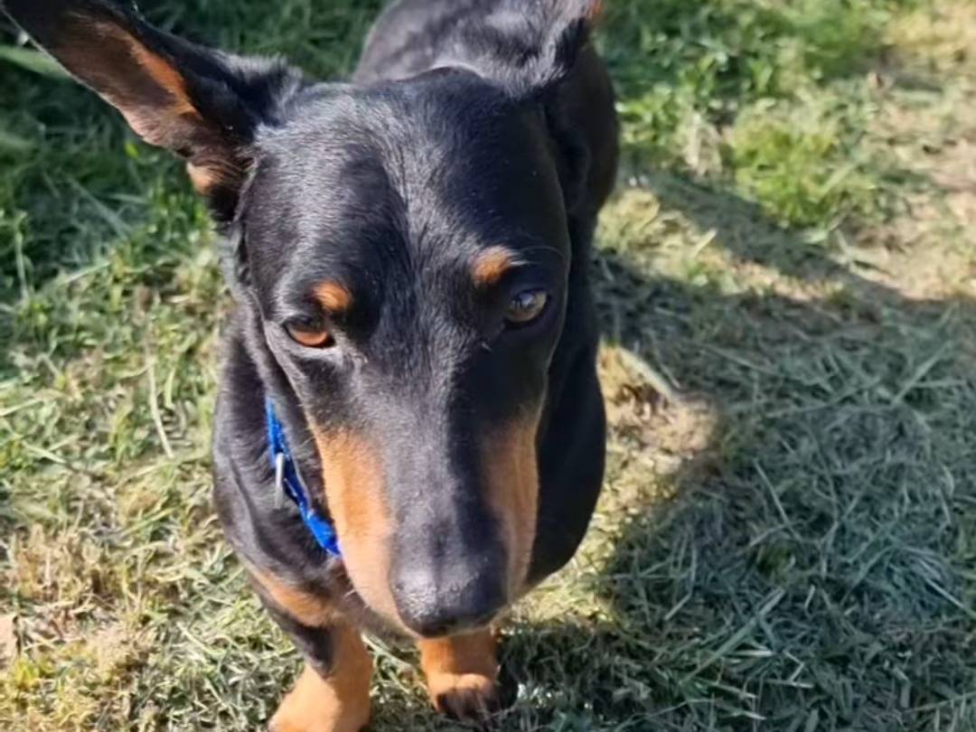Adozione cane, maschio, Bassotto Razza sconosciuta, 4 anni e 2 mesi, taglia piccola, Pavia