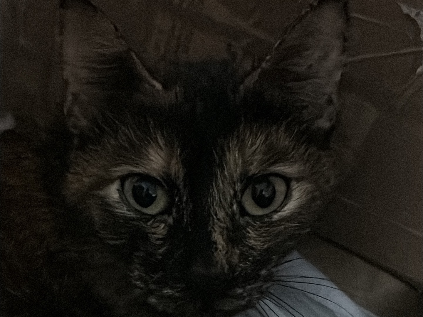Adotta un gatto, femmina, 3 anni, Bari