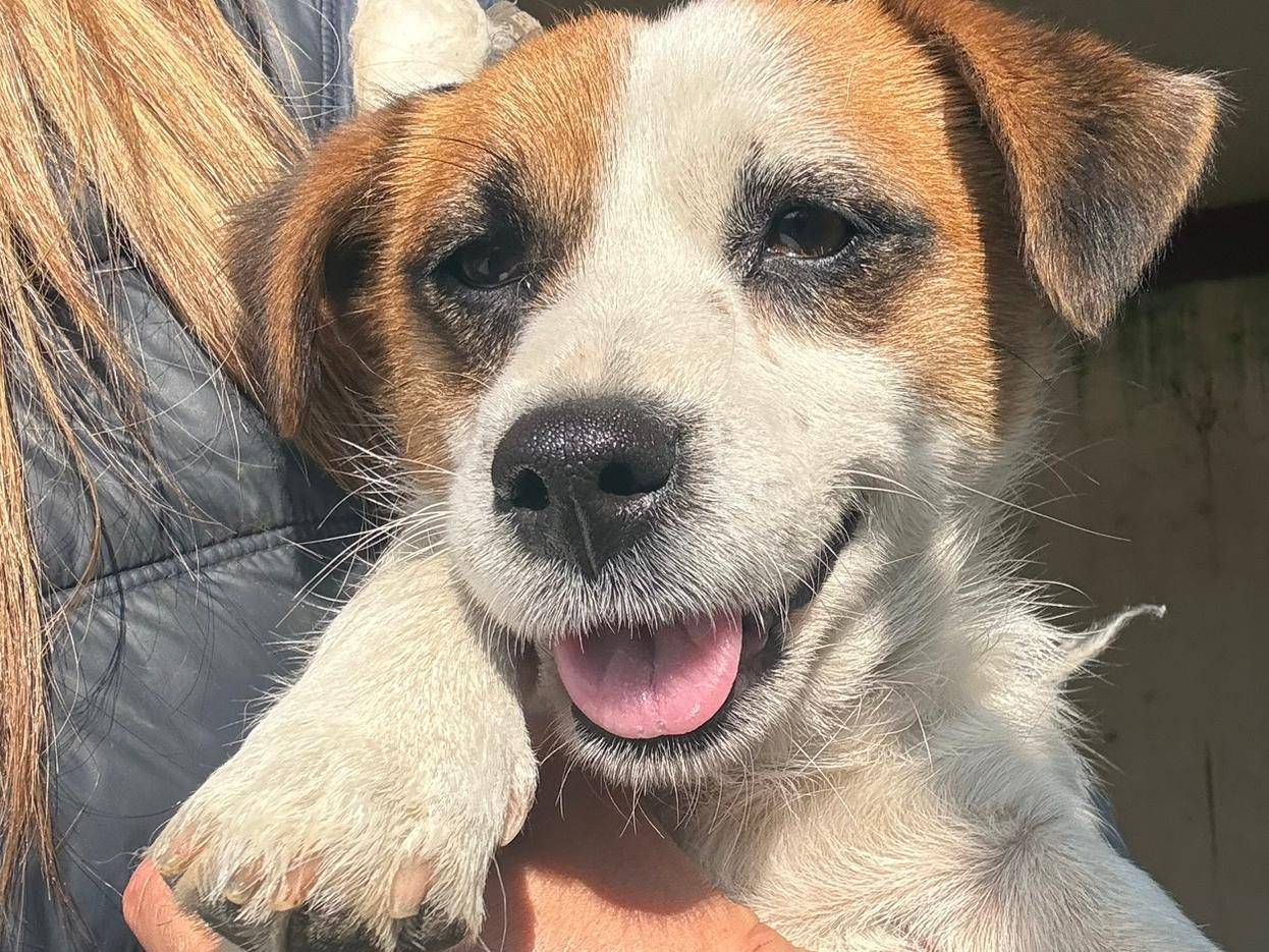 Adotta un cane, femmina, 3 anni, Latina