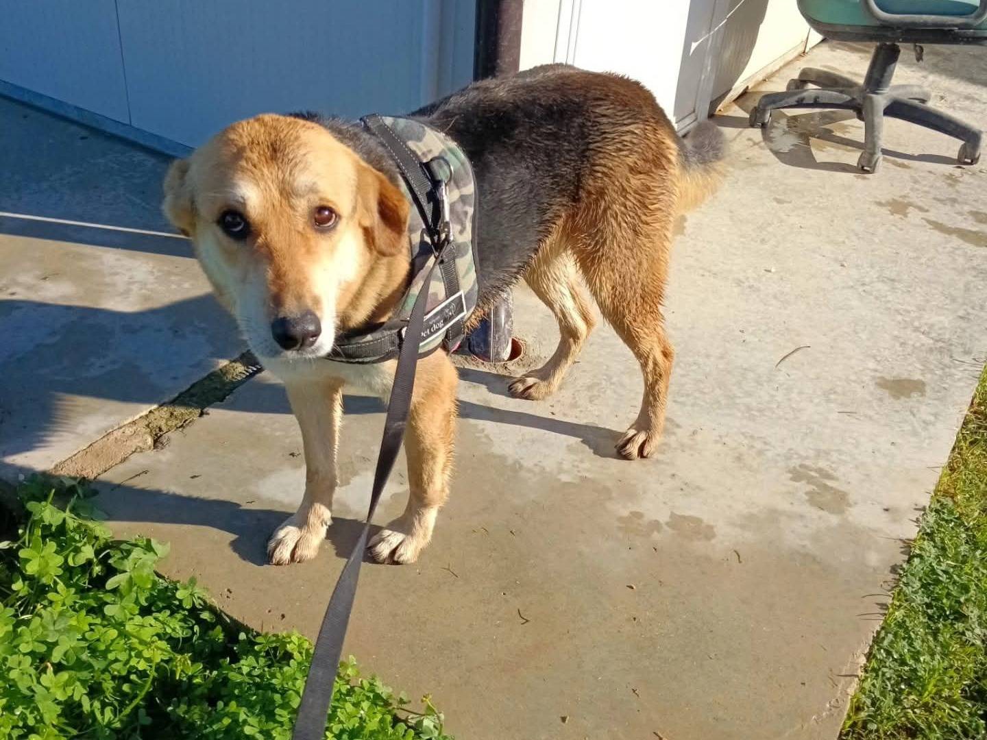 Adozione cane, femmina, Razza sconosciuta Razza sconosciuta, 4 anni e 2 mesi, taglia media, Milano