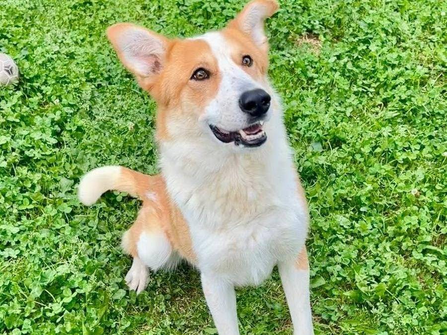 Adozione cane, maschio, Razza sconosciuta Razza sconosciuta, 2 anni e 3 mesi, taglia media, Cuneo