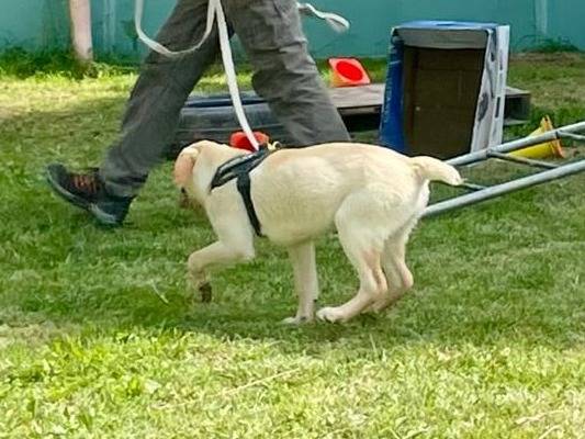 Adotta un cane, taglia media contenuta, maschio, Cuneo
