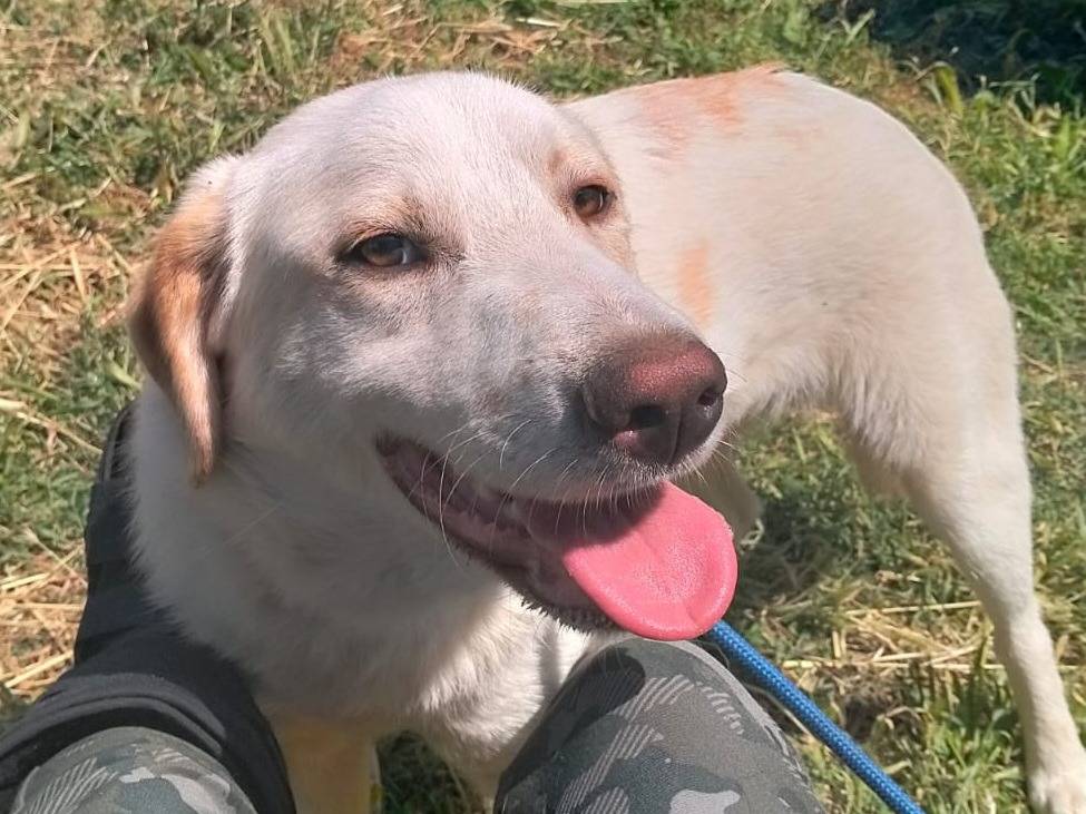 Adozione cane, maschio, Labrador Retriever Razza sconosciuta, 8 mesi, taglia grande, Varese