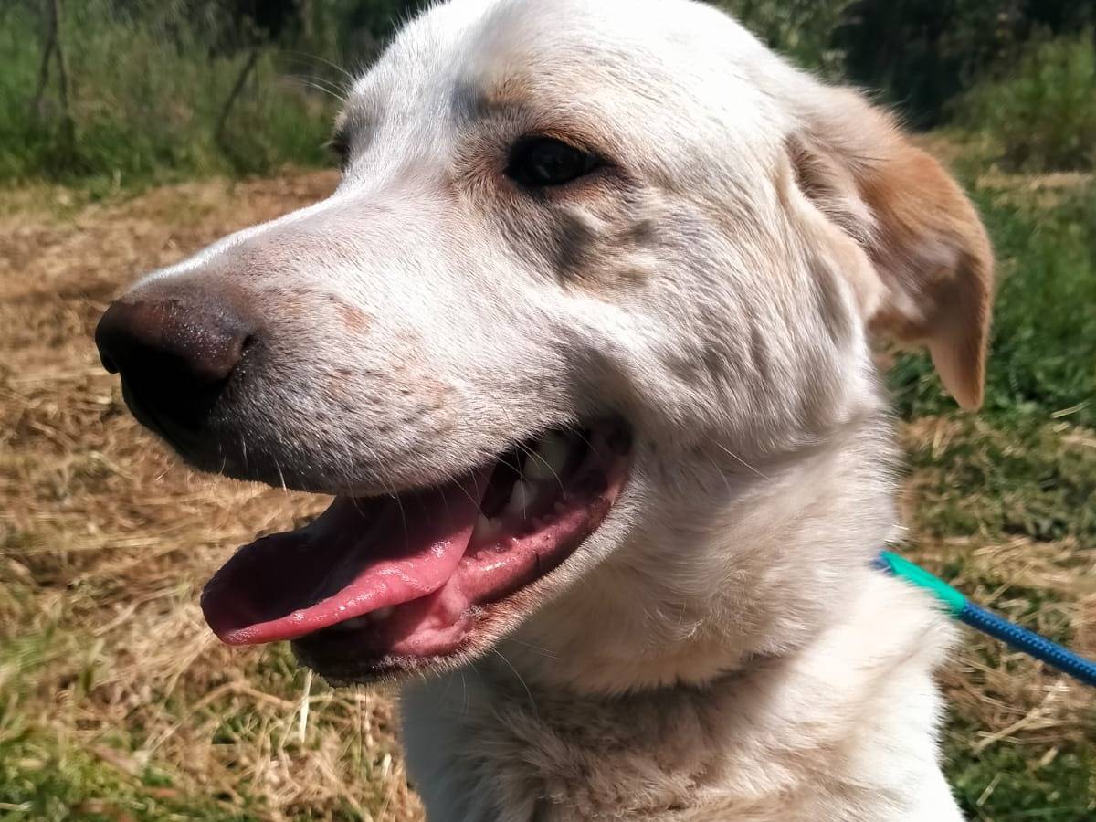 Adotta un cane, maschio, 8 mesi, Varese