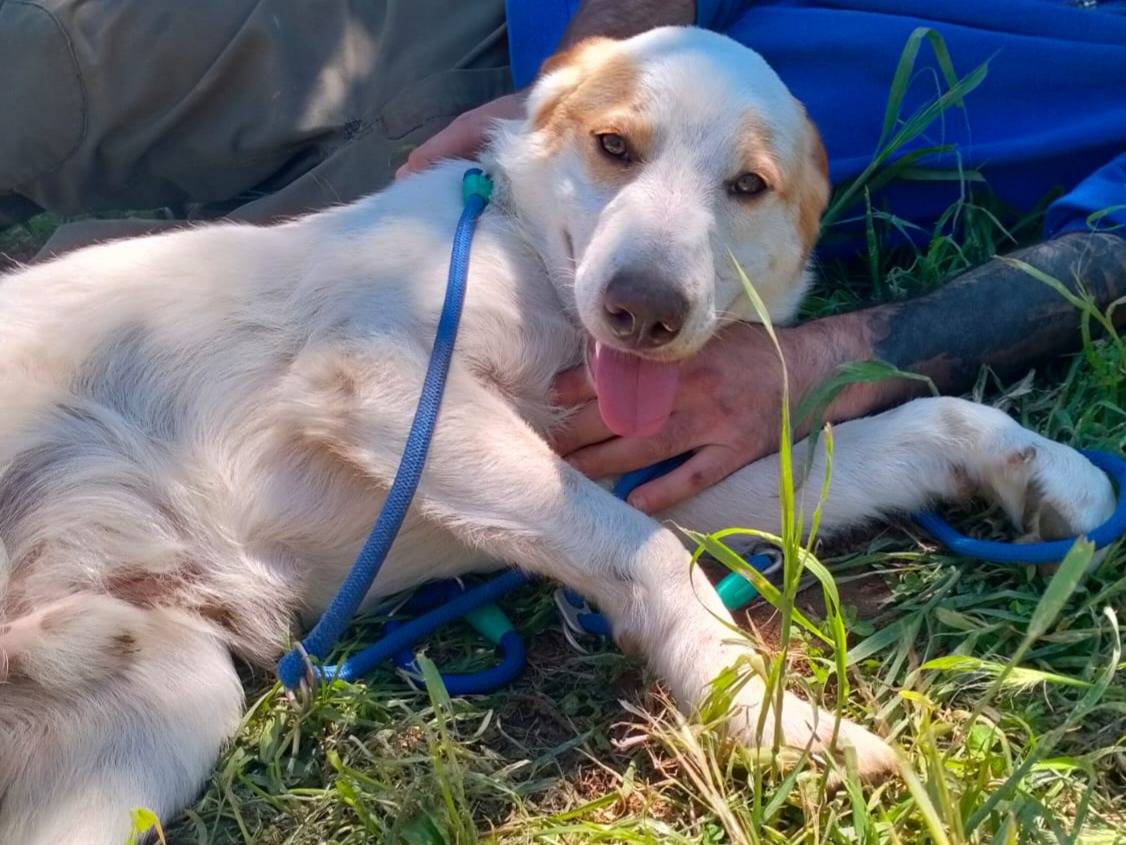 Adozione cane, maschio, Labrador Retriever Razza sconosciuta, 8 mesi, taglia grande, Varese