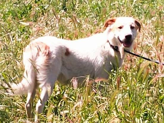 Adotta un cane, maschio, 8 mesi, Varese