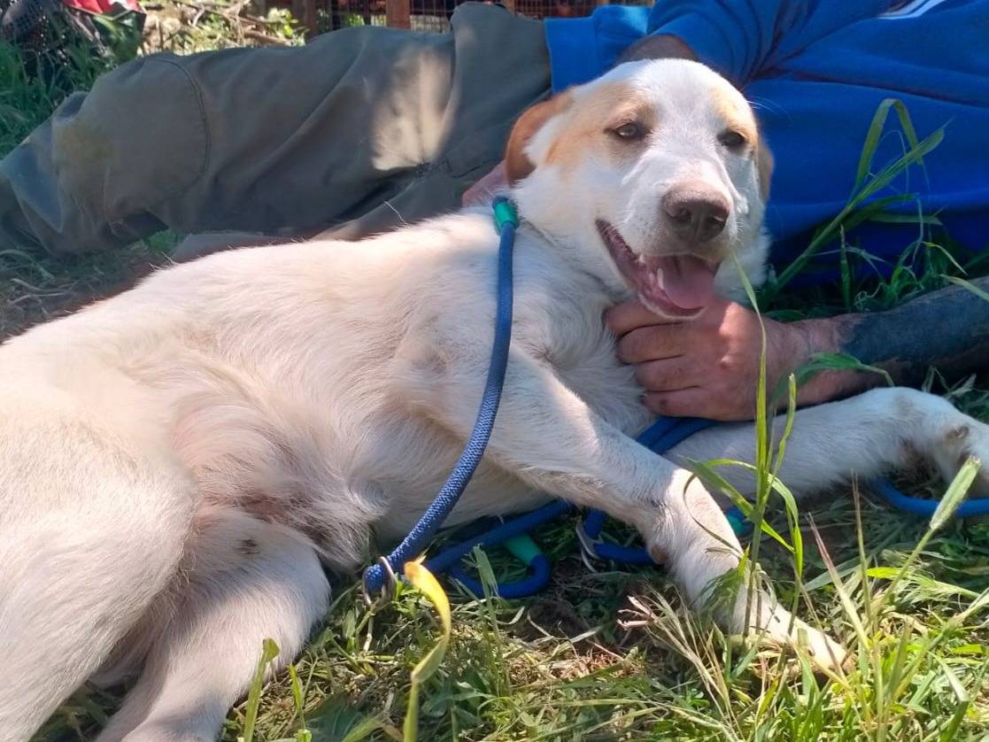 Adotta un cane, taglia grande, maschio, Varese