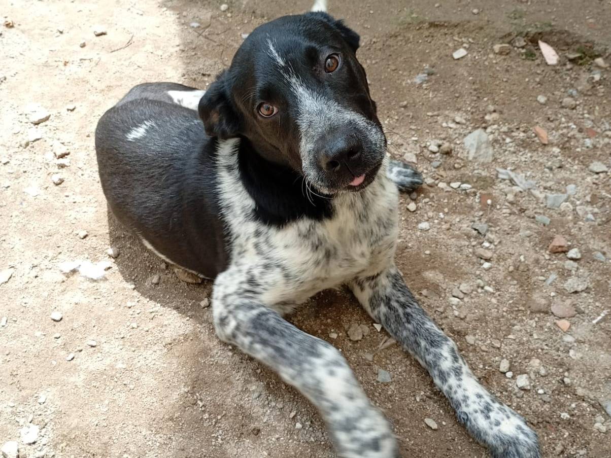 Adozione cane, maschio, Razza sconosciuta Razza sconosciuta, 5 mesi, taglia media, Milano
