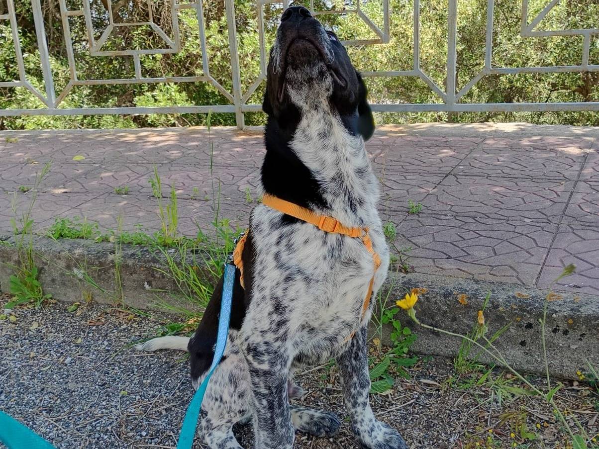 Adotta un cane, maschio, 5 mesi, Milano