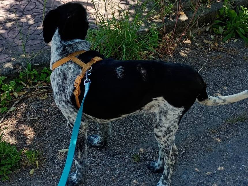 Adotta un cane, taglia media, maschio, Milano