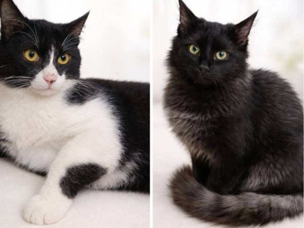Adozione gatto, maschio, Razza sconosciuta Razza sconosciuta, 9 mesi, taglia non valida, Torino