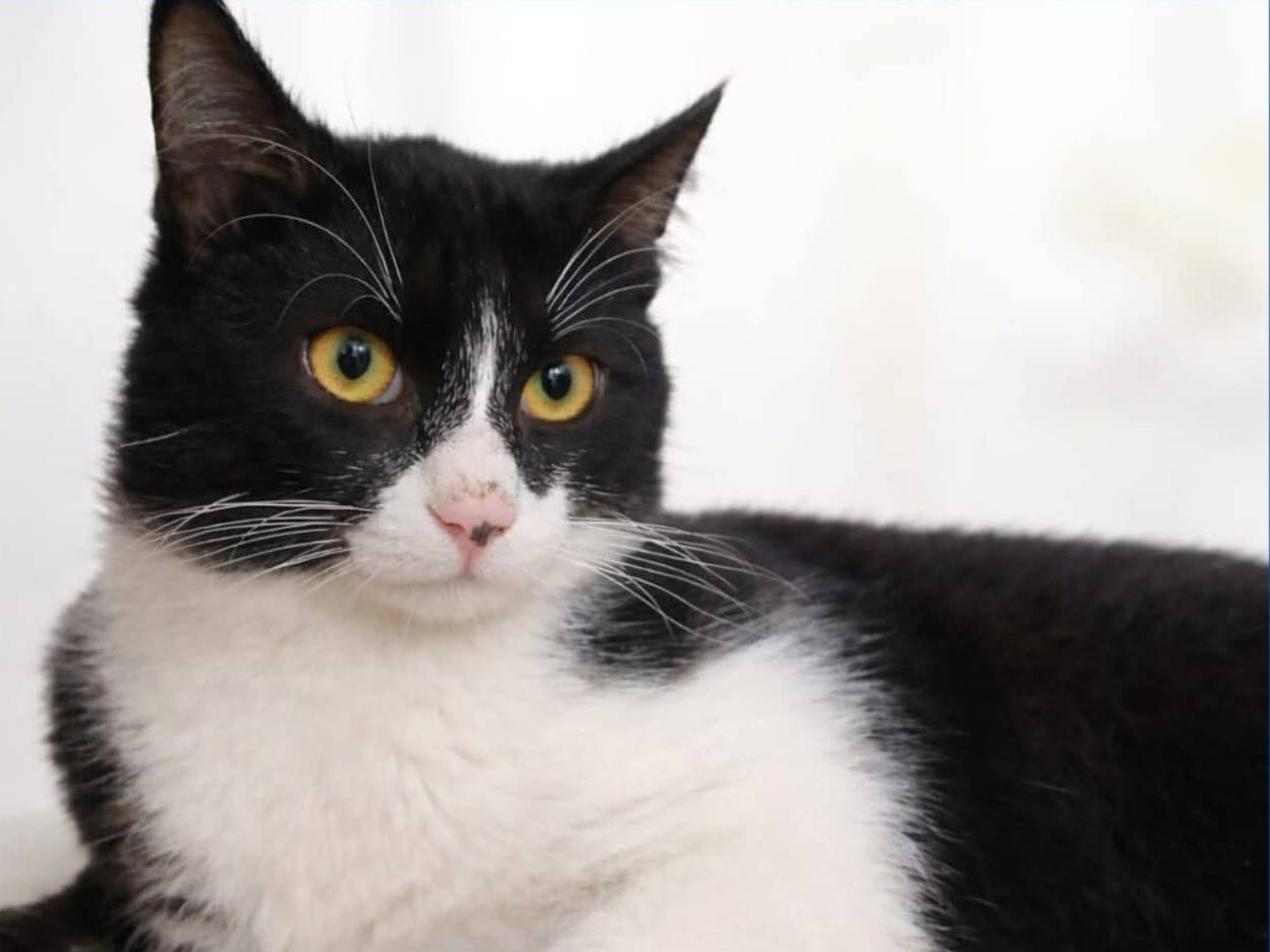 Adotta un gatto, maschio, 9 mesi, Torino
