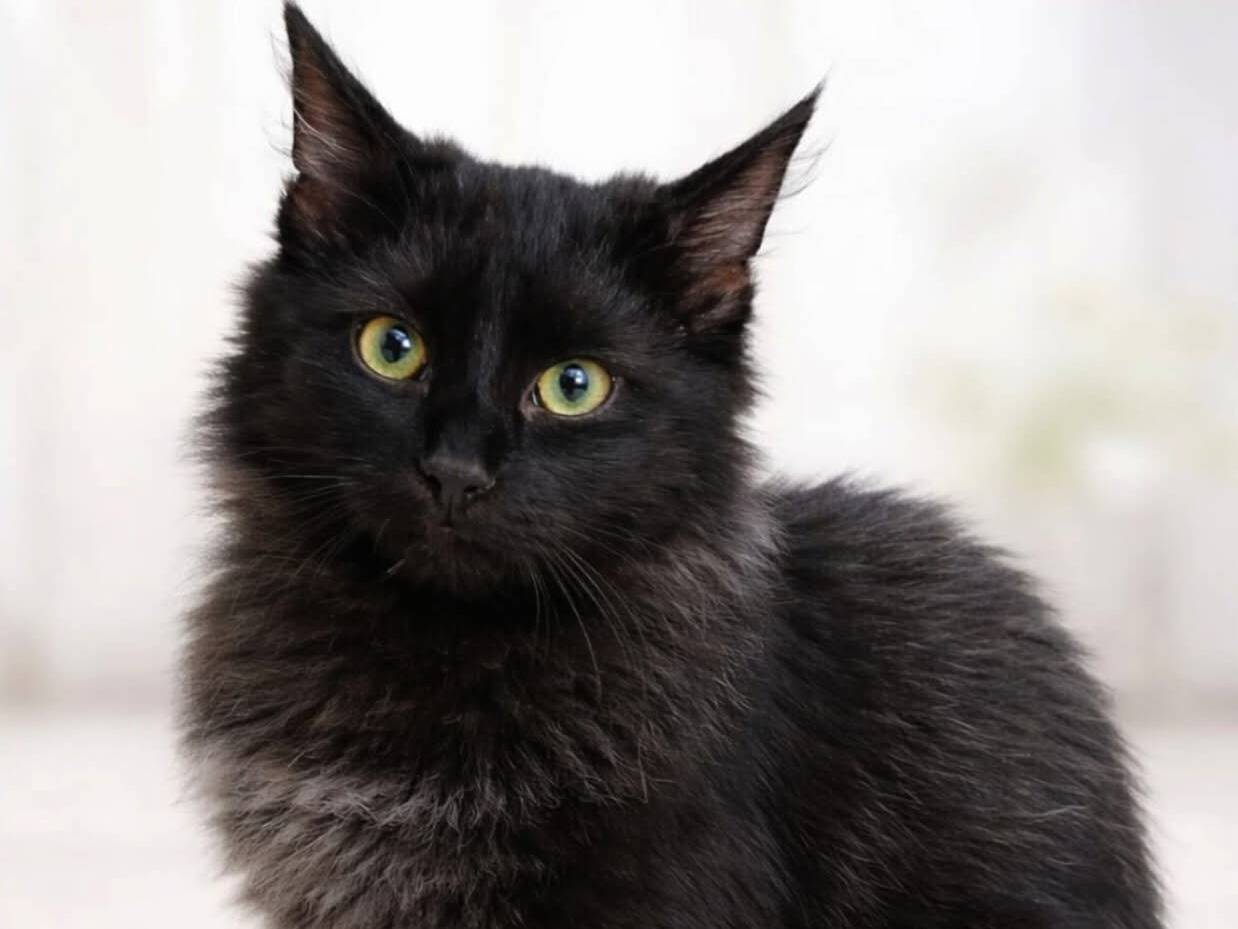 Adotta un gatto, taglia non valida, maschio, Torino