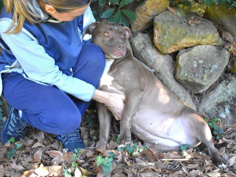 Adozione cane, femmina, Amstaff Razza sconosciuta, 7 anni e 4 mesi, taglia media, Roma