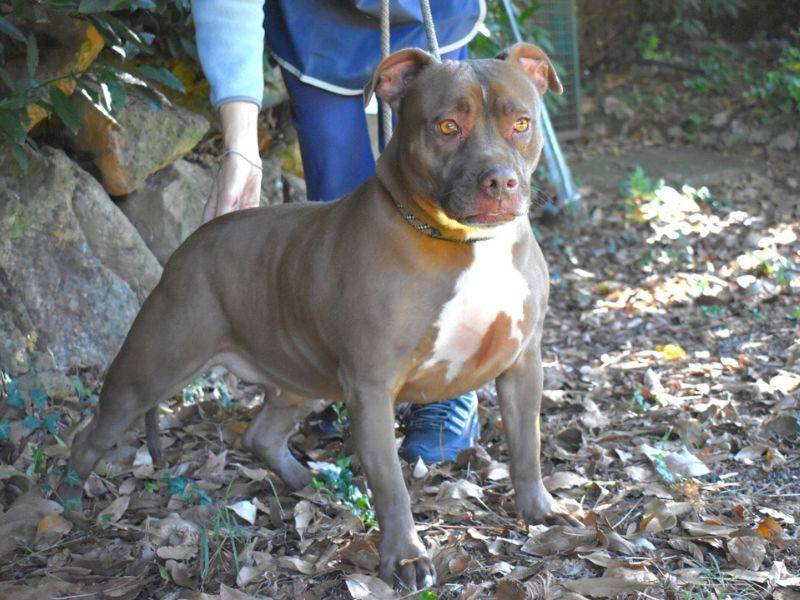 Adotta un cane, femmina, 7 anni e 4 mesi, Roma