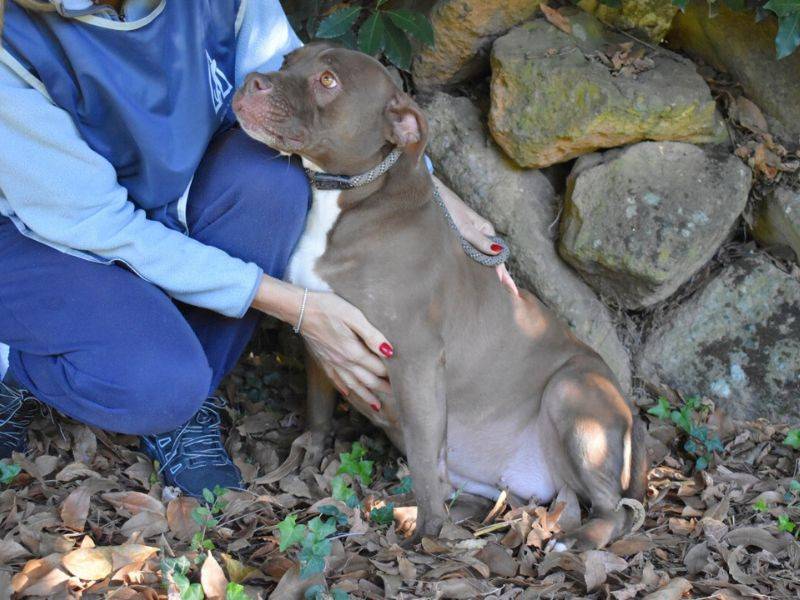 Adotta un cane, taglia media, femmina, Roma