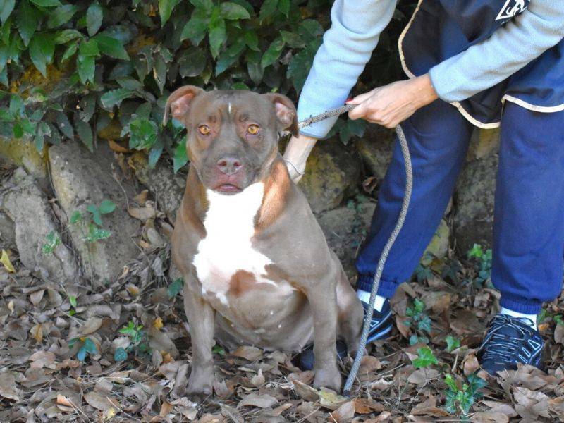 Vuoi adottare un cane a Roma?
