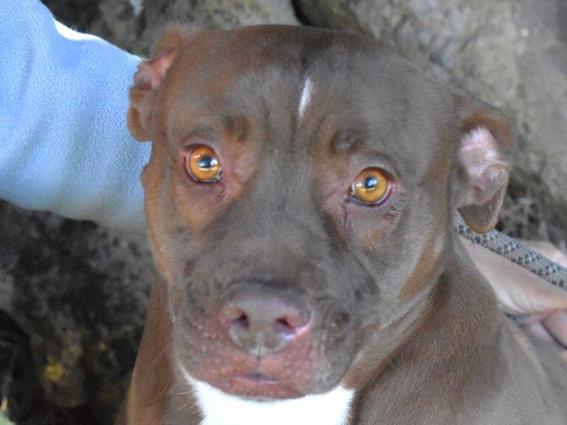 Adotta il cane belisa a Roma