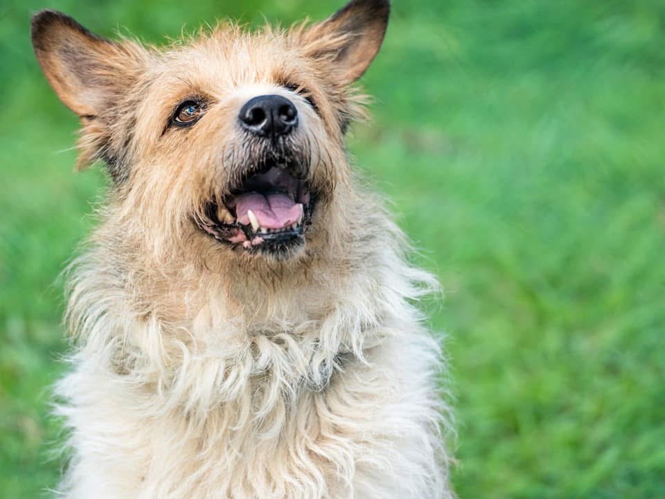 Adozione cane, maschio, Razza sconosciuta Razza sconosciuta, 11 anni e 5 mesi, taglia media, Lucca