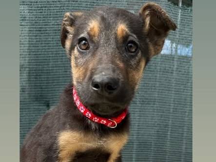 Adozione cane, femmina, Pastore tedesco Razza sconosciuta, 4 mesi, taglia media, Matera