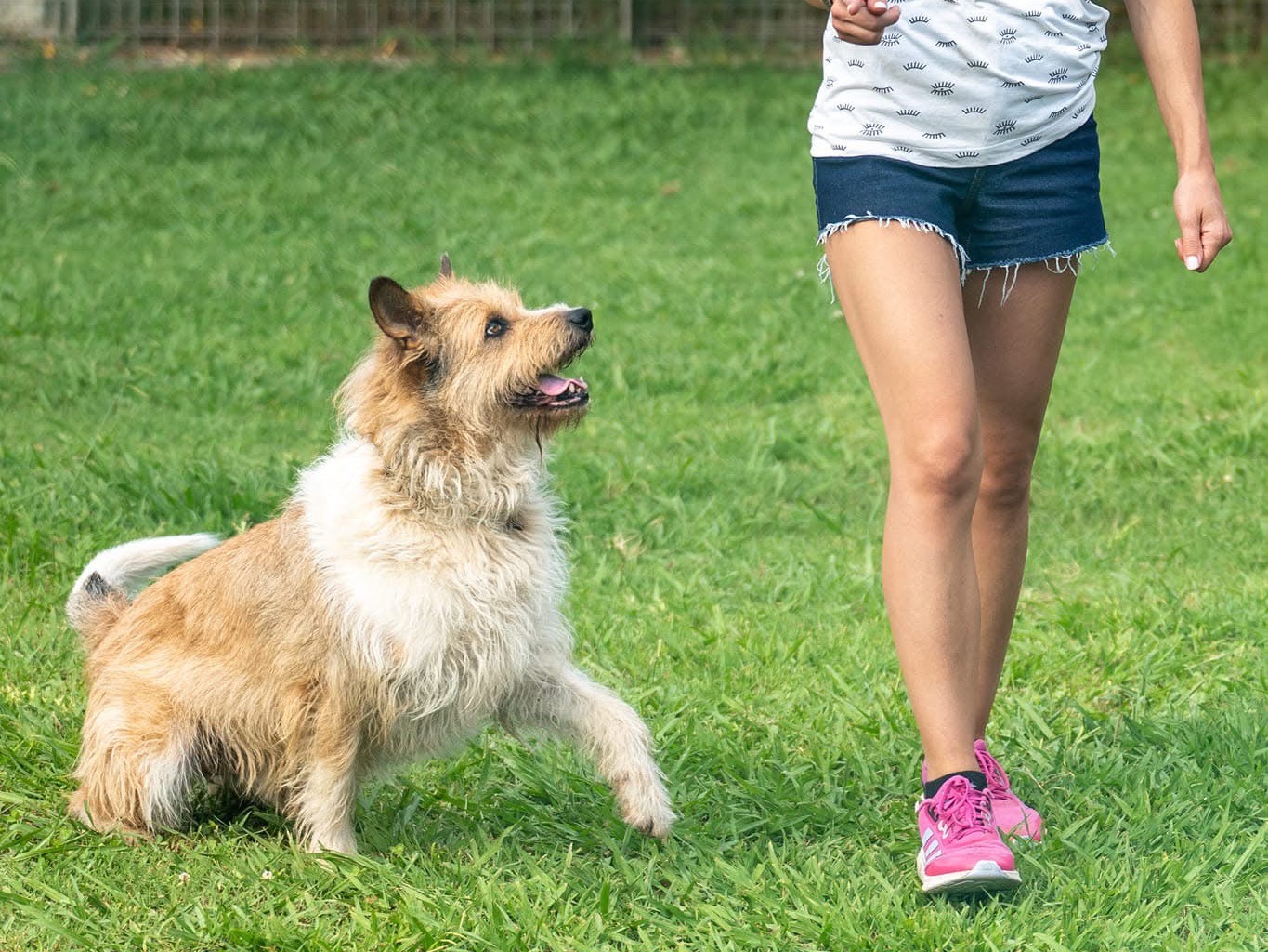 Adotta un cane, maschio, 11 anni e 5 mesi, Lucca
