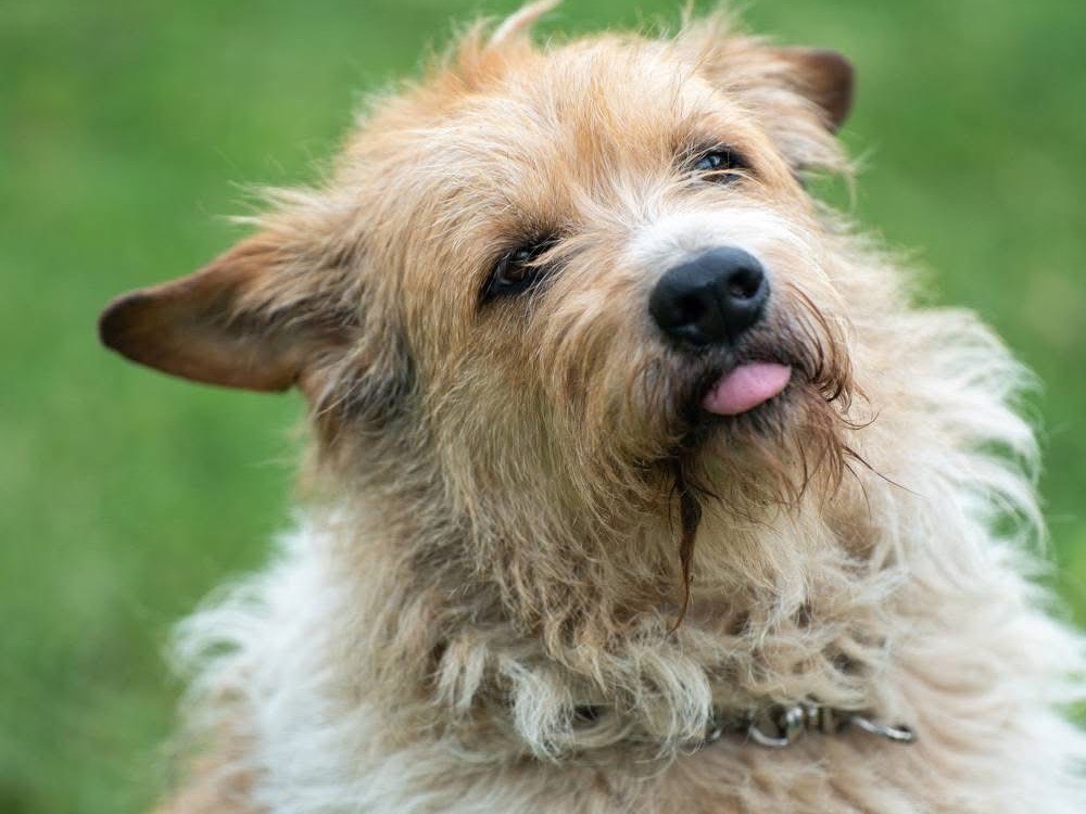 Adotta un cane, taglia media, maschio, Lucca