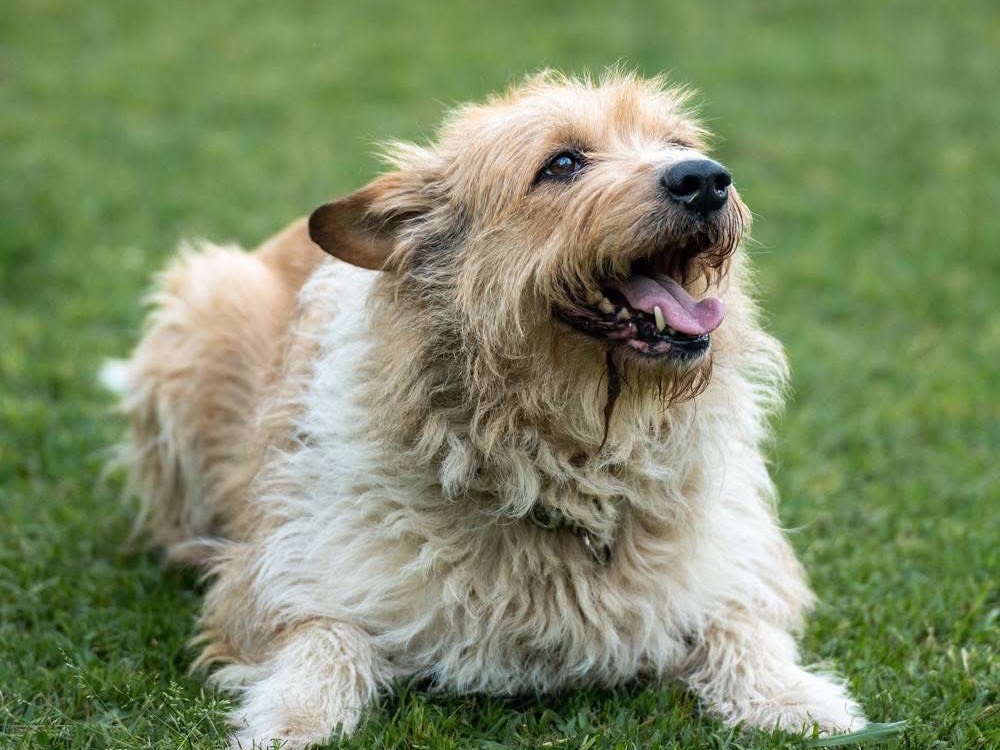 Vuoi adottare un cane a Lucca?