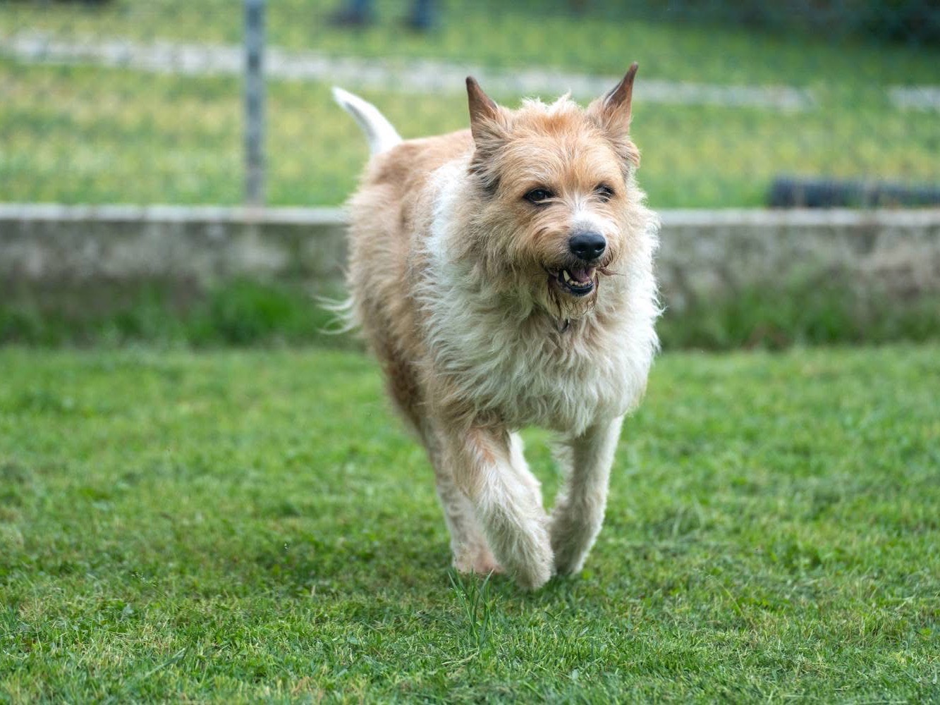 Adotta il cane Oscar a Lucca
