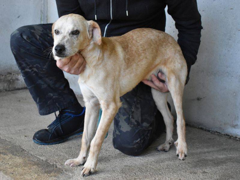 Adozione cane, maschio, Razza sconosciuta Razza sconosciuta, 1 anno, taglia media, Roma