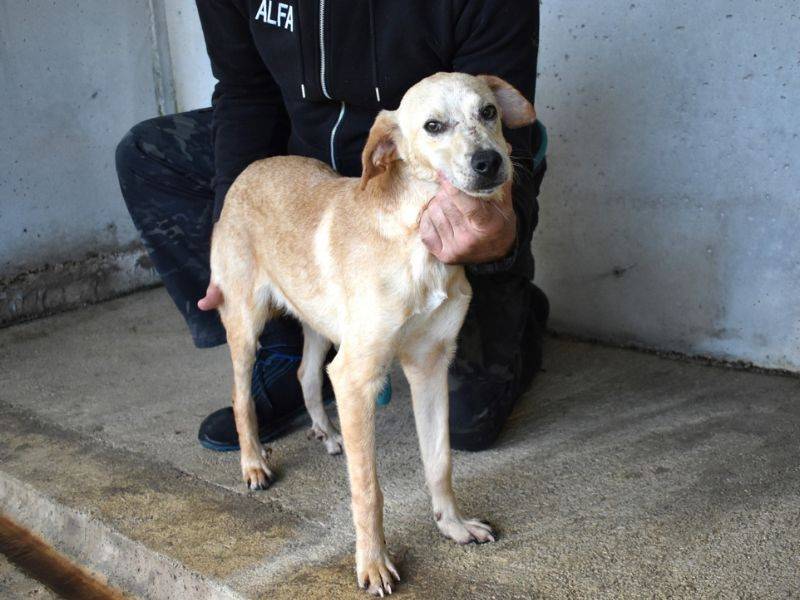 Adotta un cane, maschio, 1 anno, Roma