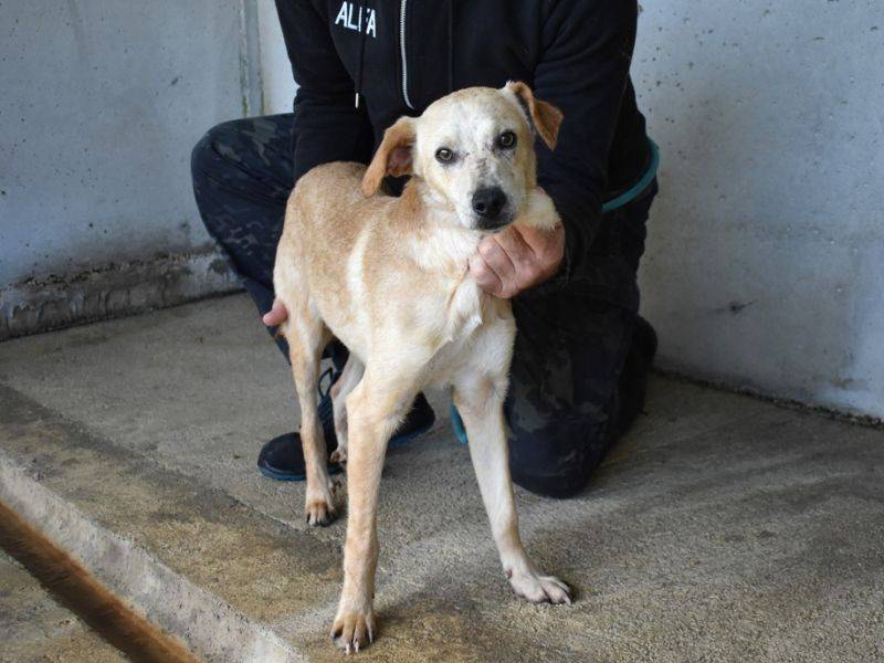 Adotta un cane, taglia media, maschio, Roma