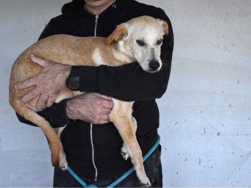 Vuoi adottare un cane a Roma?