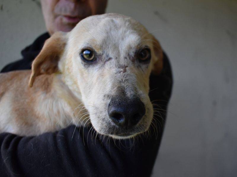 Adotta il cane boris a Roma