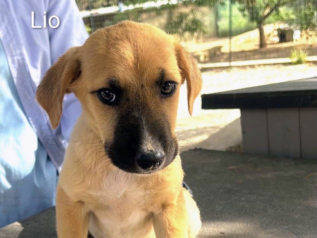 Adozione cane, maschio, Razza sconosciuta Razza sconosciuta, 2 mesi, taglia media, Agrigento