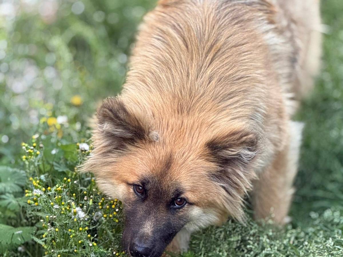Adotta un cane, femmina, 1 anno, Cuneo