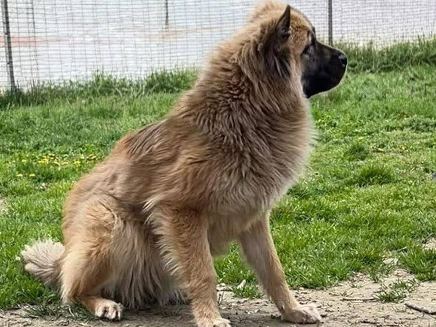 Adozione cane, femmina, Pastore Belga Laekenois Razza sconosciuta, 1 anno, taglia media, Cuneo