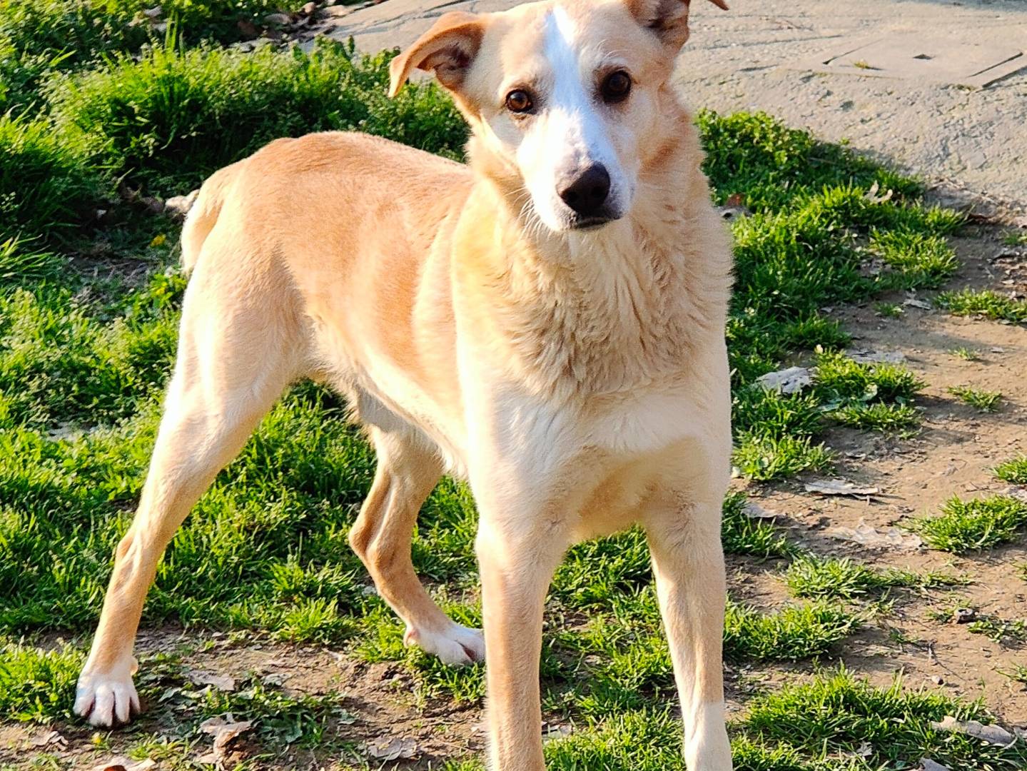 Adozione cane, maschio, Razza sconosciuta Razza sconosciuta, 1 anno, taglia media, Cuneo