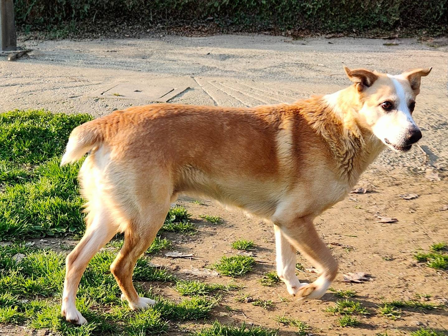 Adotta un cane, maschio, 1 anno, Cuneo