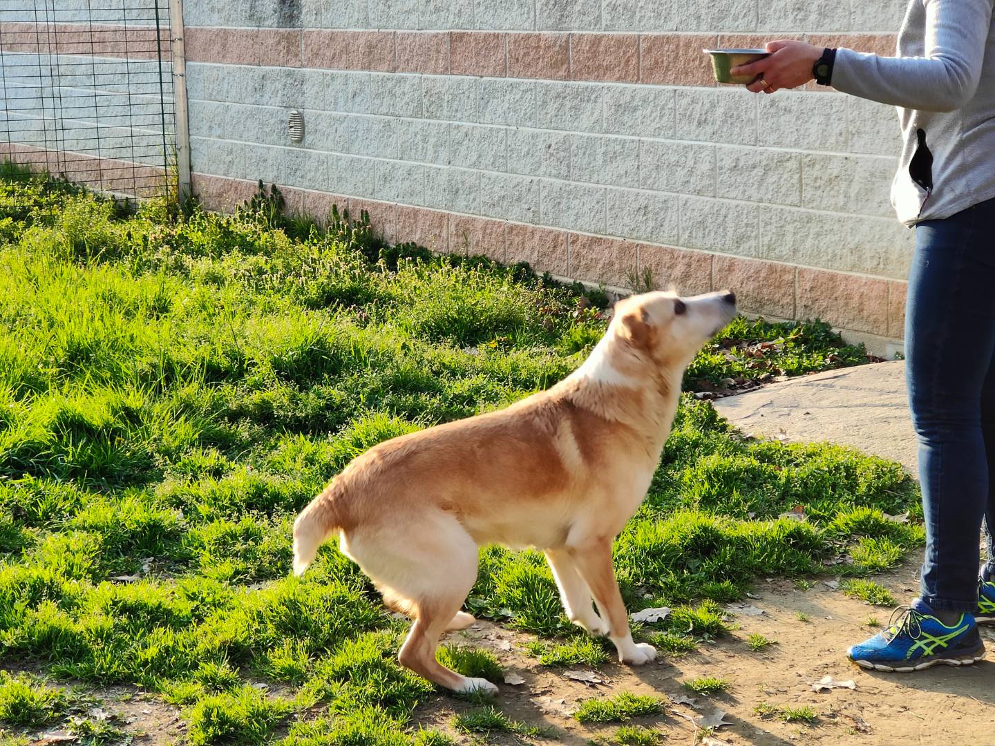 Adotta un cane, taglia media, maschio, Cuneo