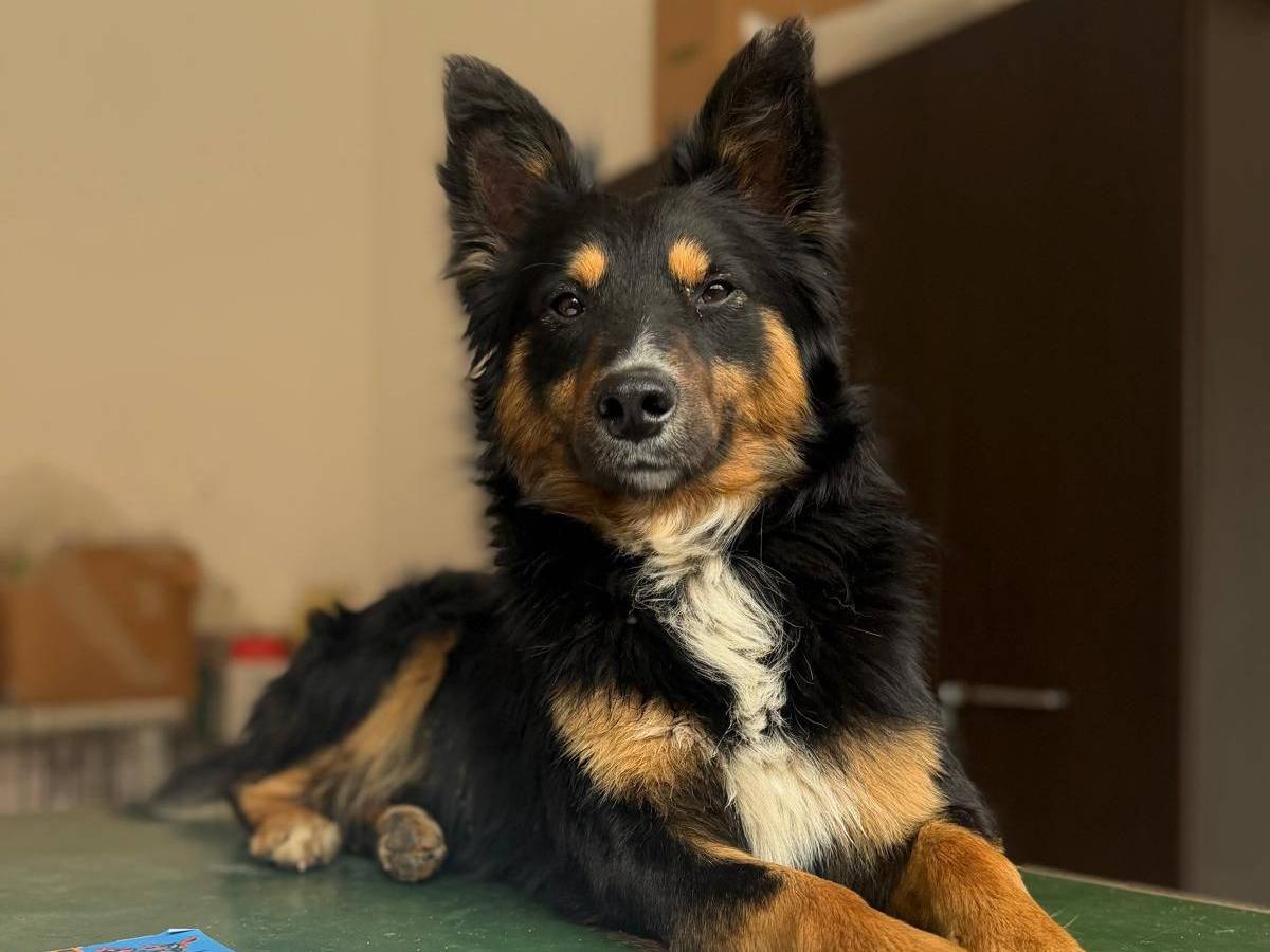 Adotta un cane, maschio, 1 anno e 1 mese, Bari