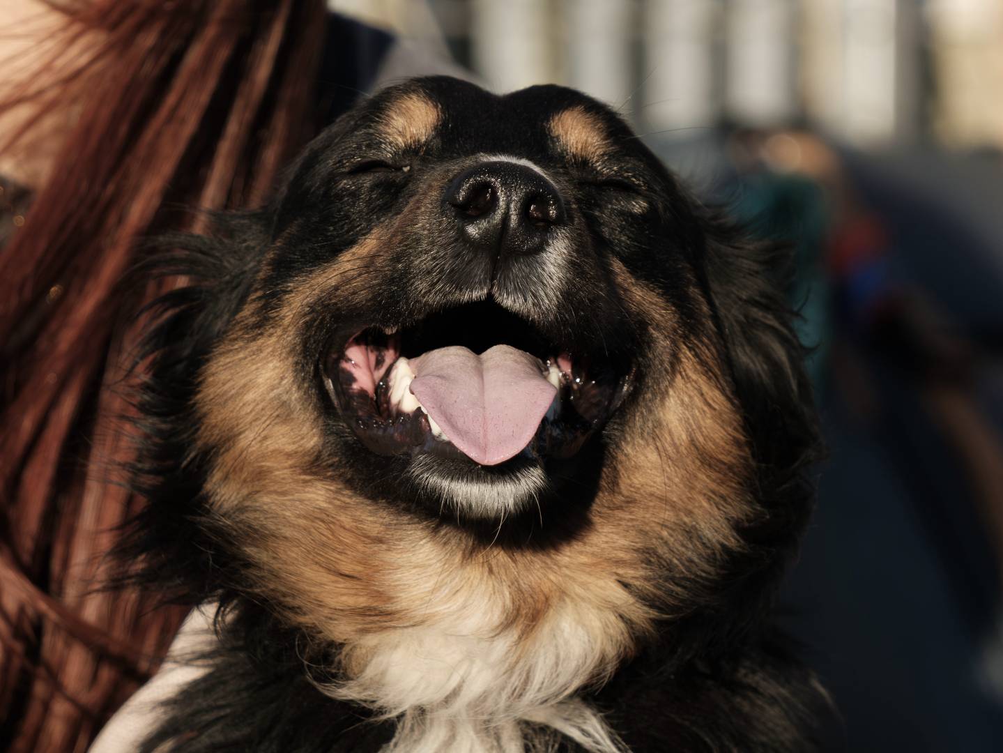Adotta un cane, taglia media, maschio, Bari
