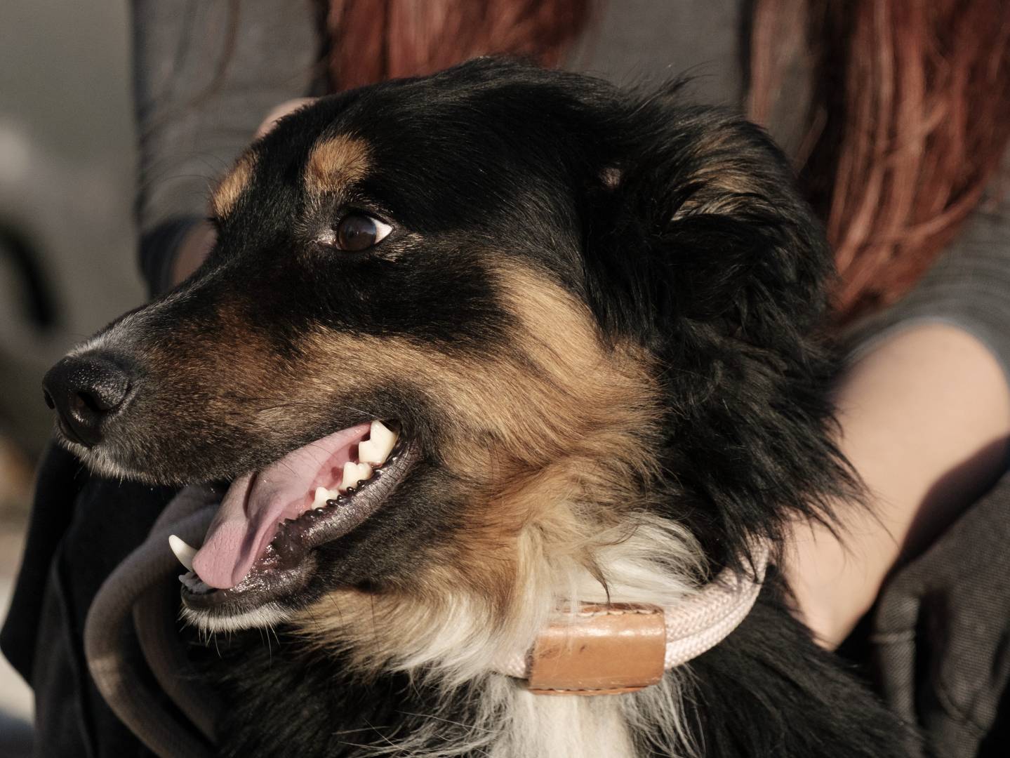 Vuoi adottare un cane a Bari?