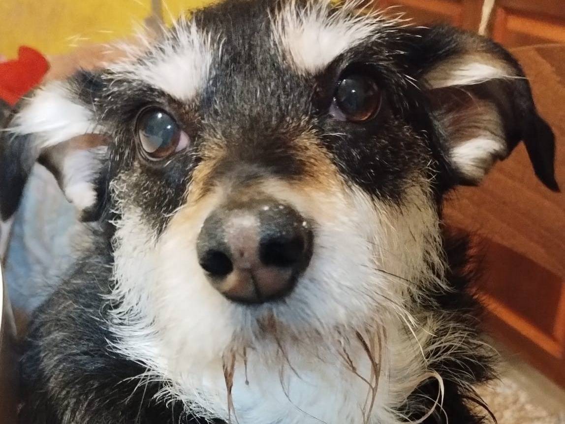 Adozione cane, femmina, Razza sconosciuta Razza sconosciuta, 6 anni e 2 mesi, taglia piccola, Treviso