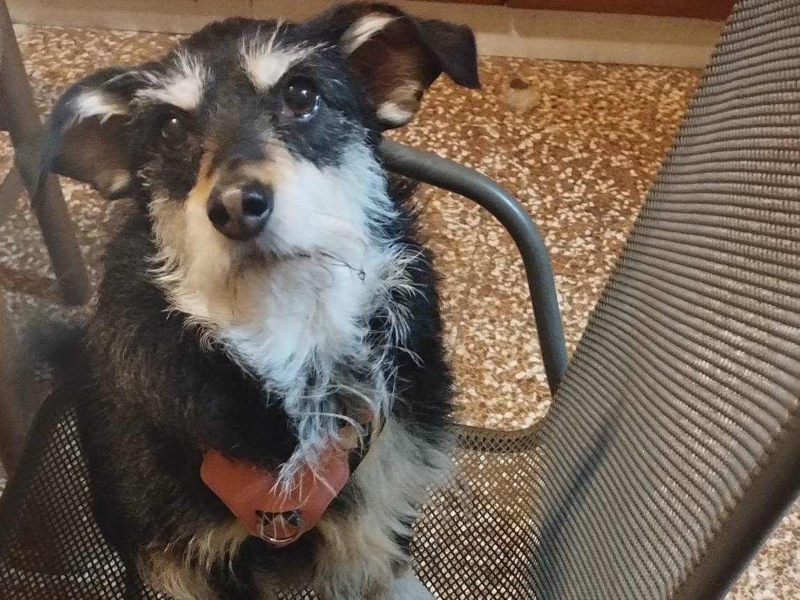 Adotta un cane, femmina, 6 anni e 2 mesi, Treviso
