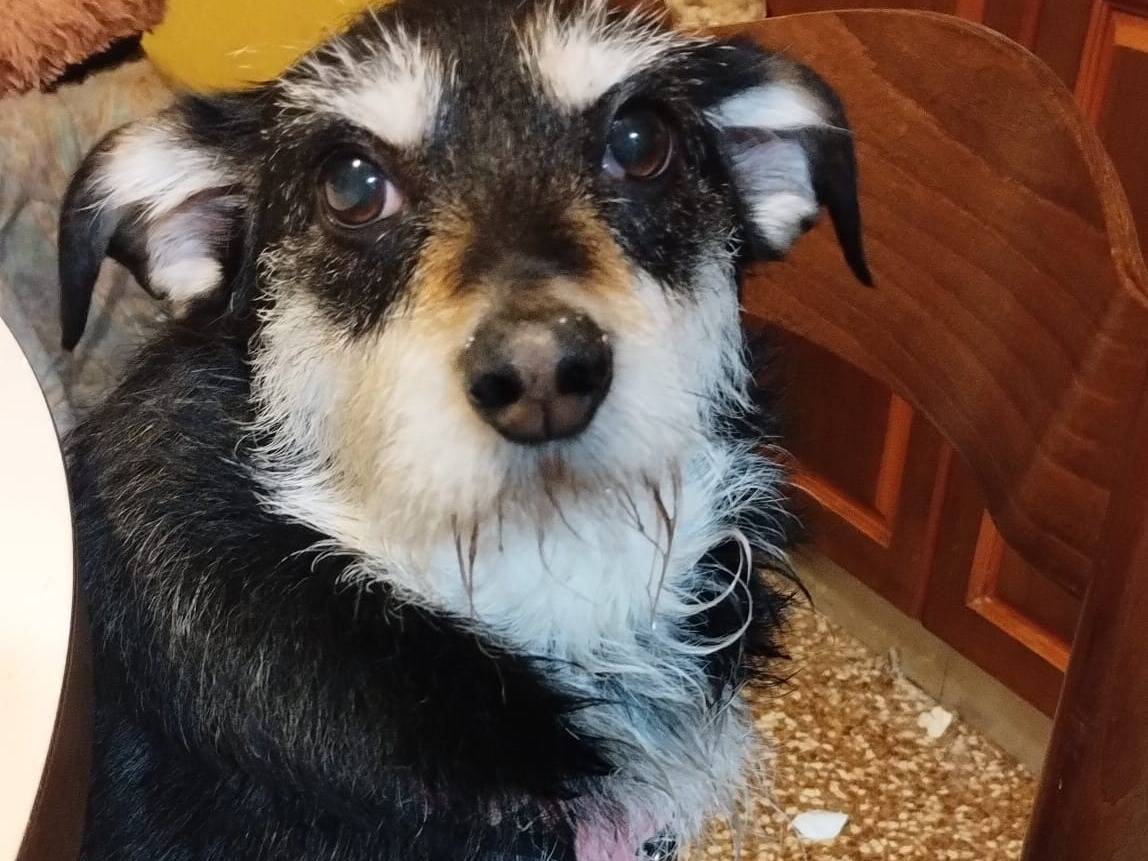 Adotta un cane, taglia piccola, femmina, Treviso