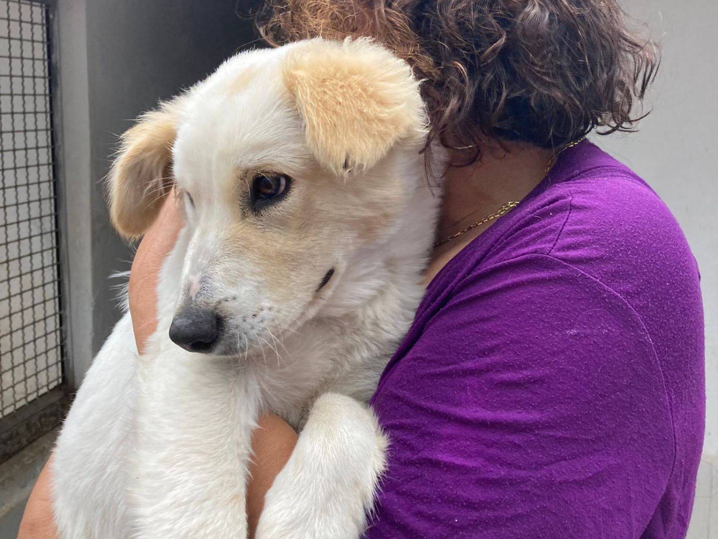 Adozione cane, femmina, Golden Retriever Razza sconosciuta, 7 mesi, taglia media contenuta, Caserta