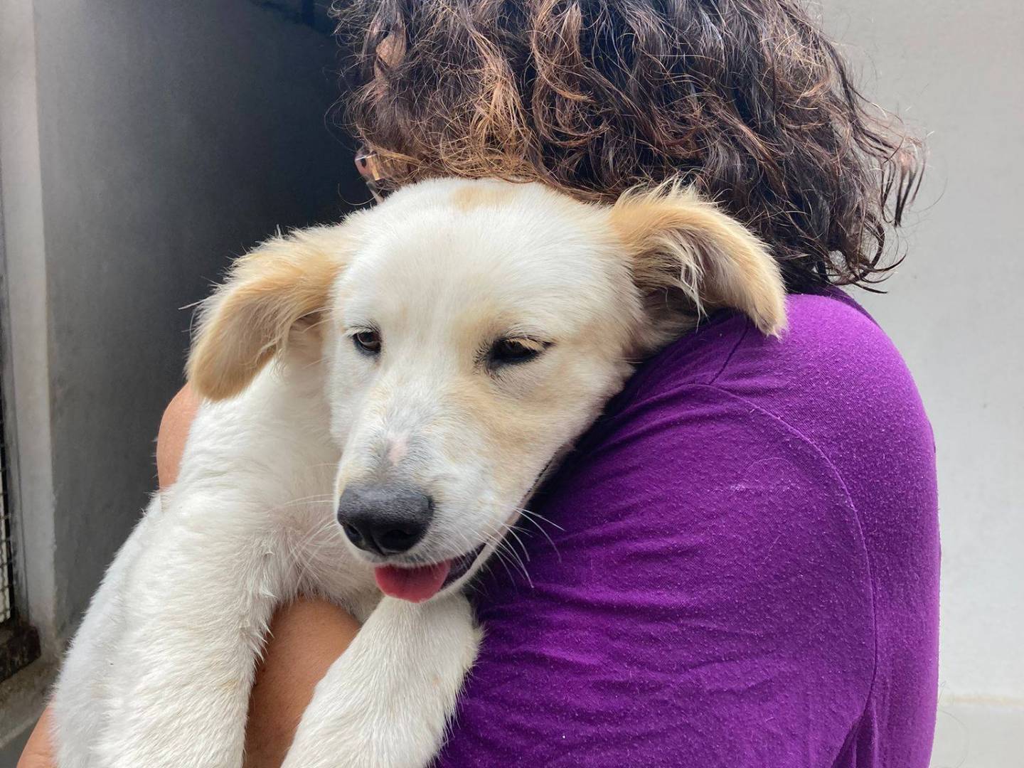 Adotta un cane, femmina, 7 mesi, Caserta