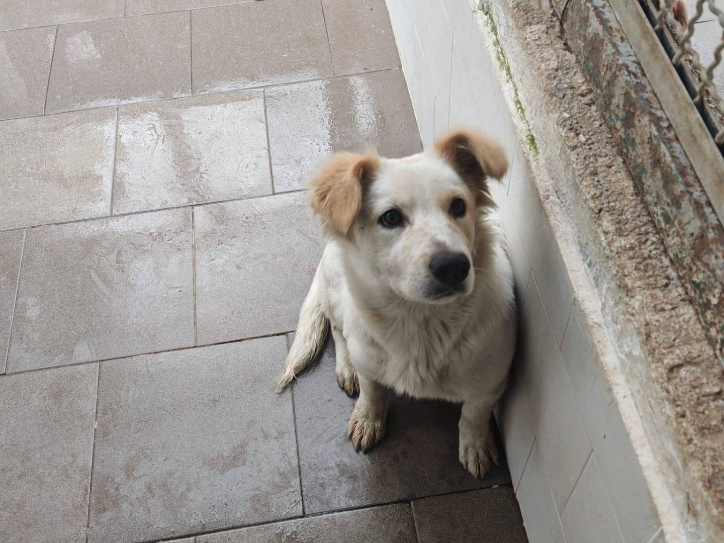 Adotta il cane GRETA a Caserta