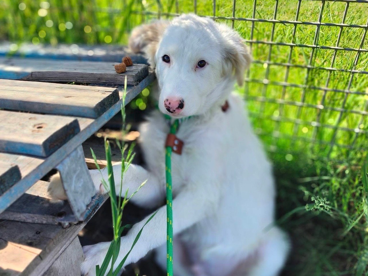 Adozione cane, maschio, Razza sconosciuta Razza sconosciuta, 4 mesi, taglia grande, Latina