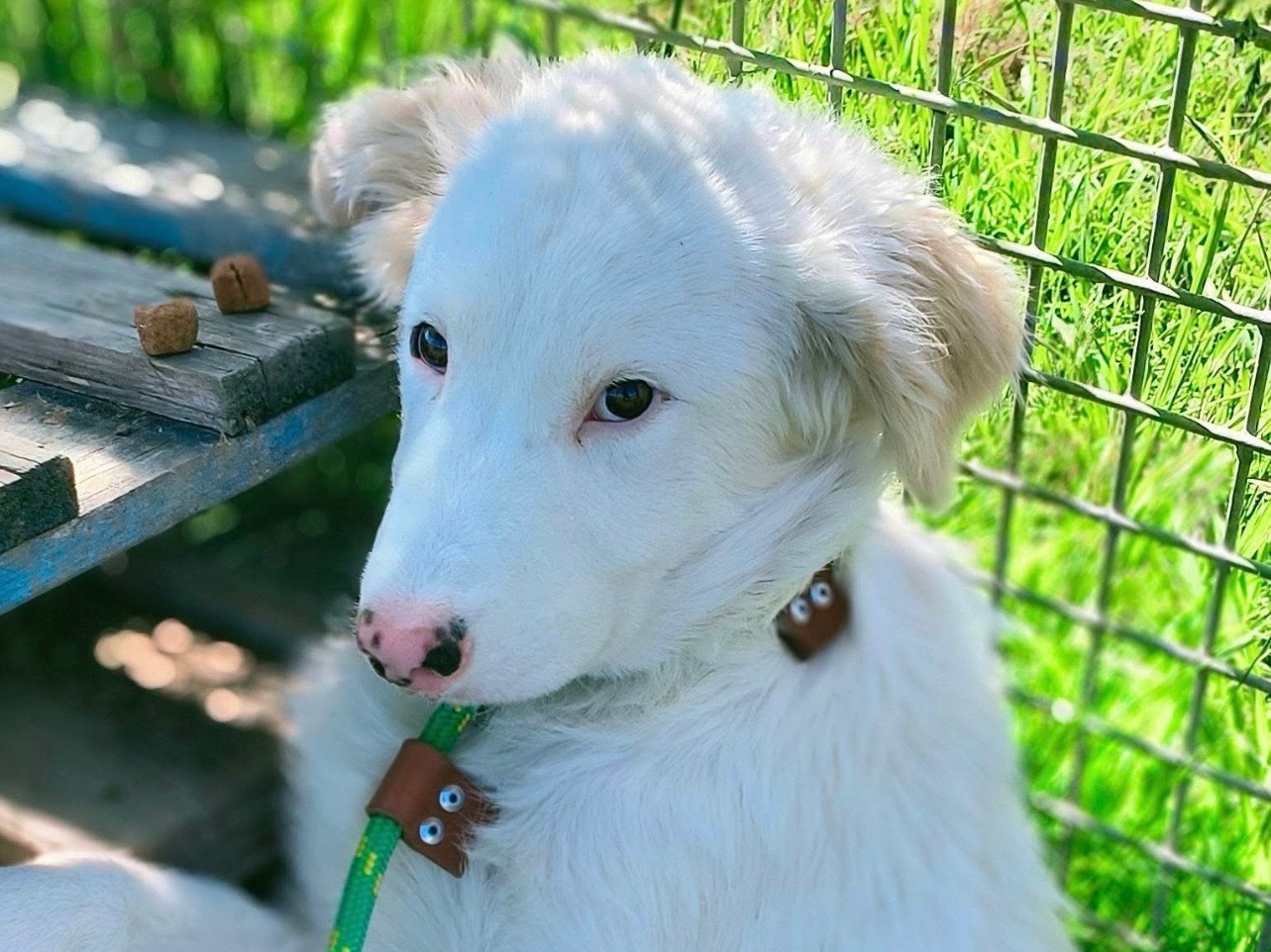 Adotta un cane, maschio, 4 mesi, Latina